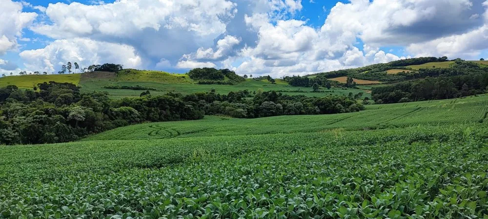 Fazenda, 52 hectares - Foto 14