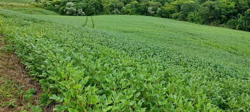 Fazenda, 52 hectares - Foto 9