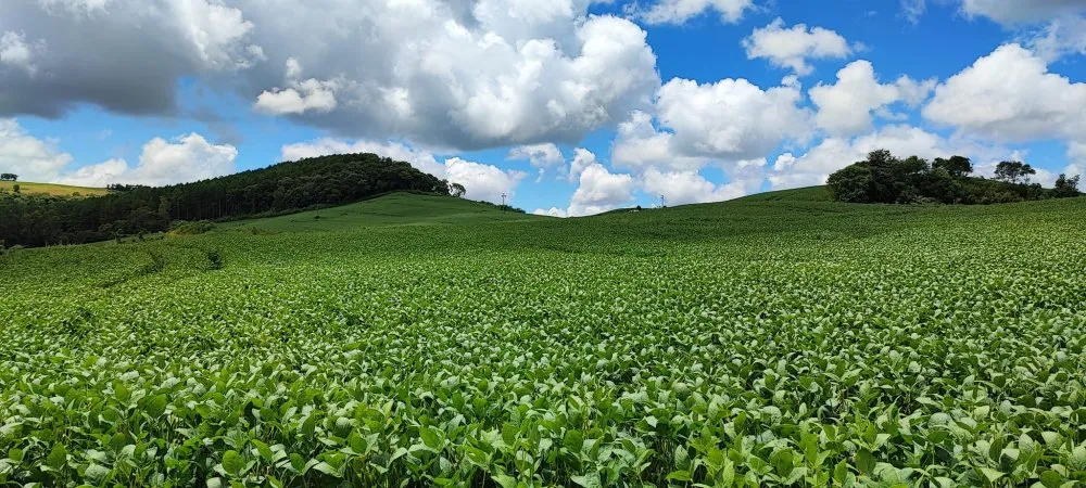 Fazenda, 52 hectares - Foto 15