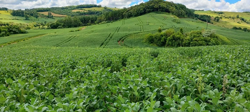 Fazenda, 52 hectares - Foto 1