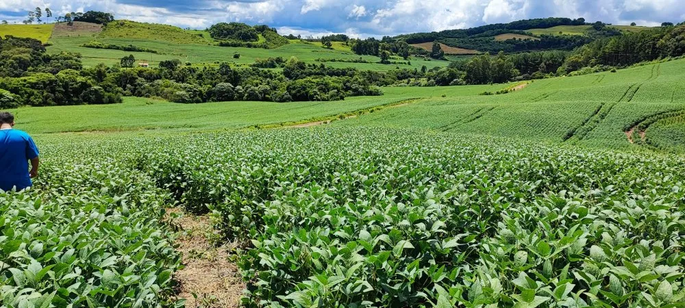 Fazenda, 52 hectares - Foto 10