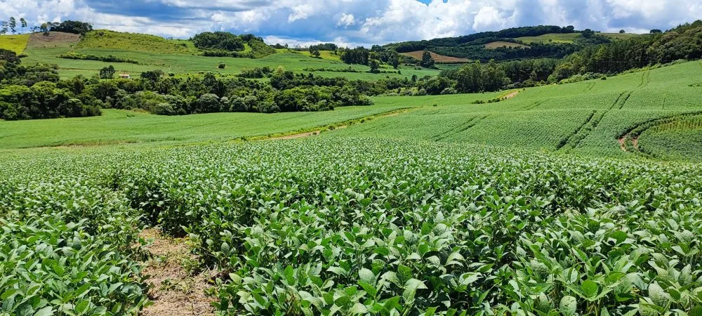 Fazenda, 52 hectares - Foto 20