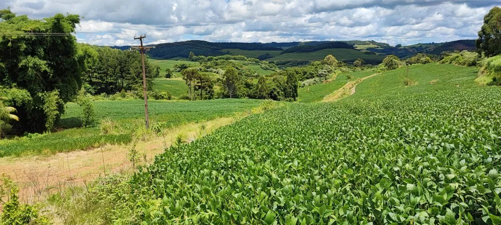 Fazenda, 52 hectares - Foto 4