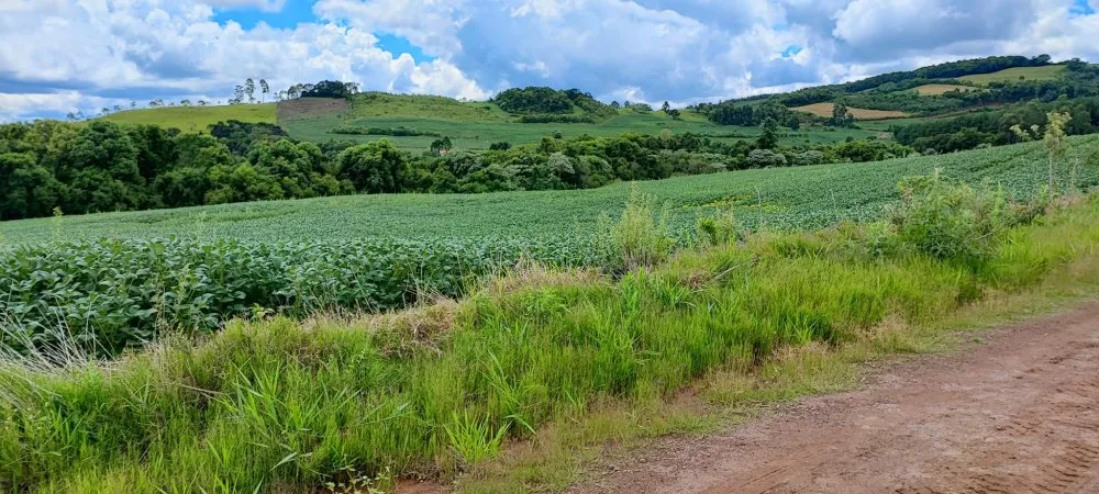 Fazenda, 52 hectares - Foto 13