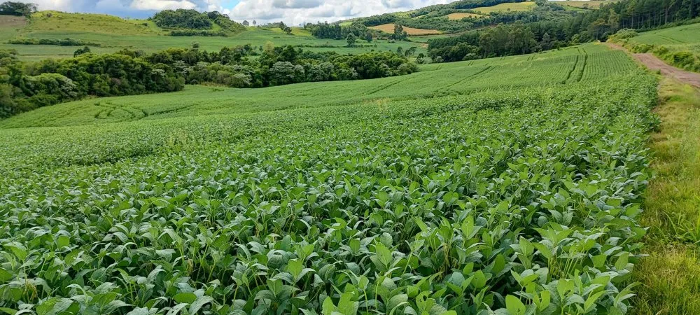 Fazenda, 52 hectares - Foto 17
