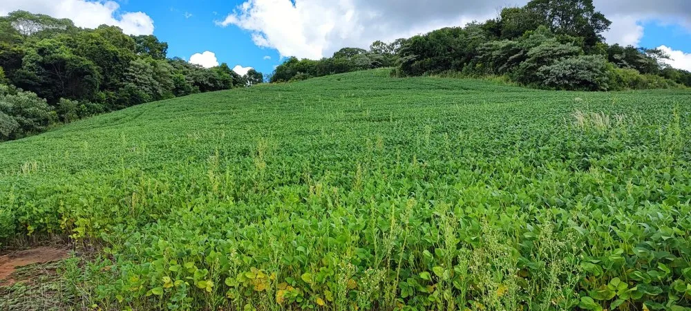 Fazenda, 52 hectares - Foto 7