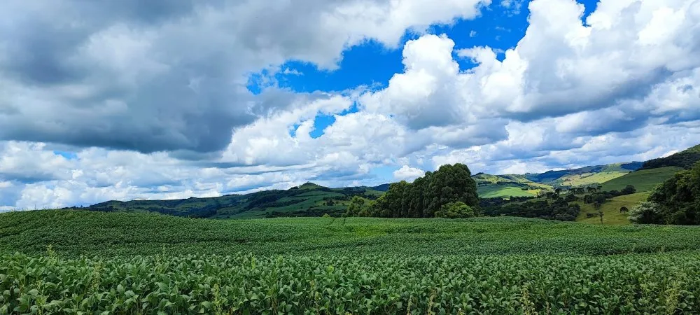Fazenda, 52 hectares - Foto 12