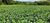 Fazenda, 52 hectares - Foto 3