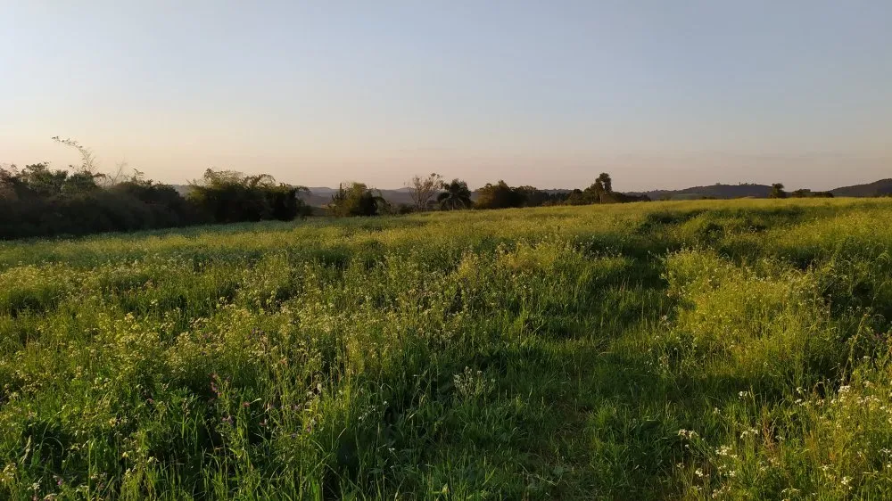 Fazenda, 60 hectares - Foto 8