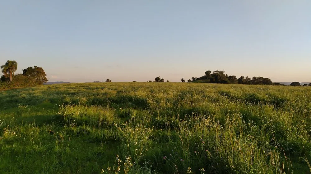 Fazenda, 60 hectares - Foto 3