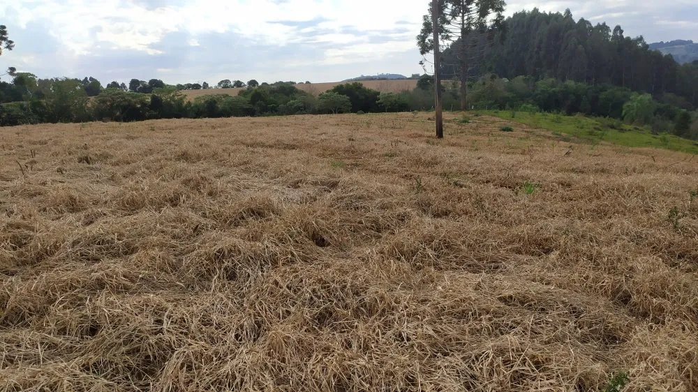 Fazenda, 60 hectares - Foto 12