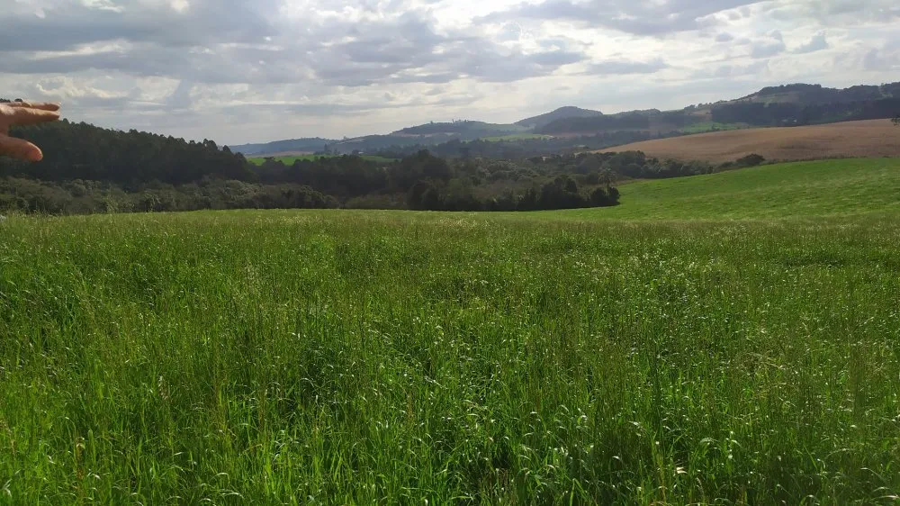 Fazenda, 60 hectares - Foto 9