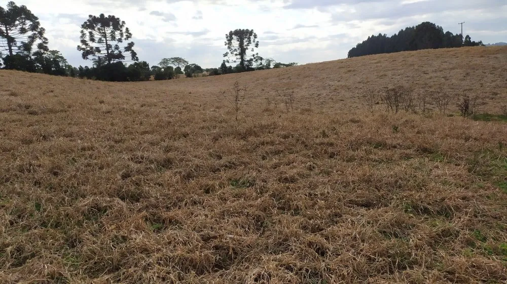 Fazenda, 60 hectares - Foto 20