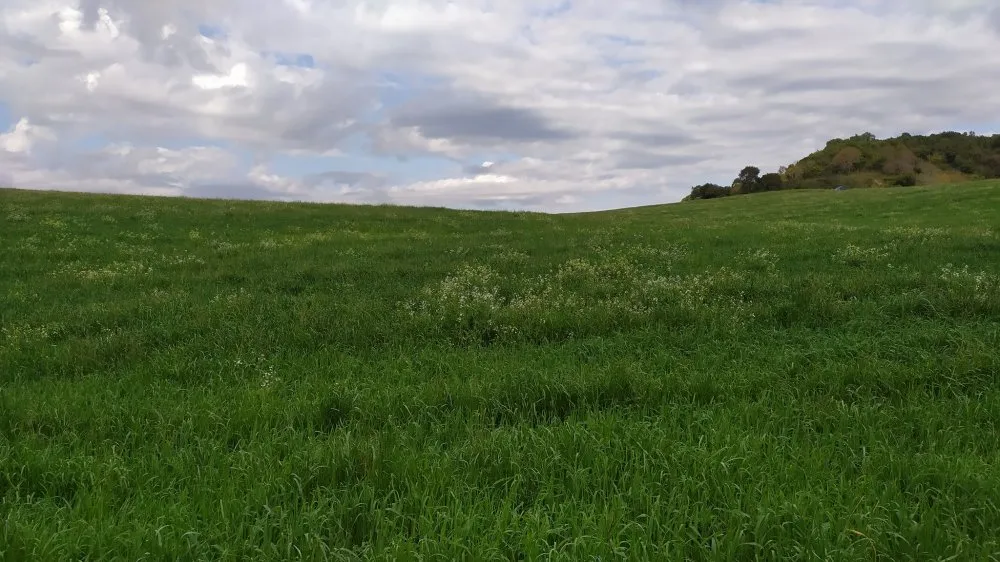 Fazenda, 60 hectares - Foto 14