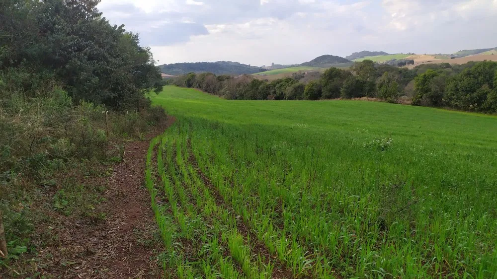 Fazenda, 60 hectares - Foto 10