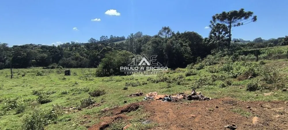 Sítio, 5 hectares - Foto 4