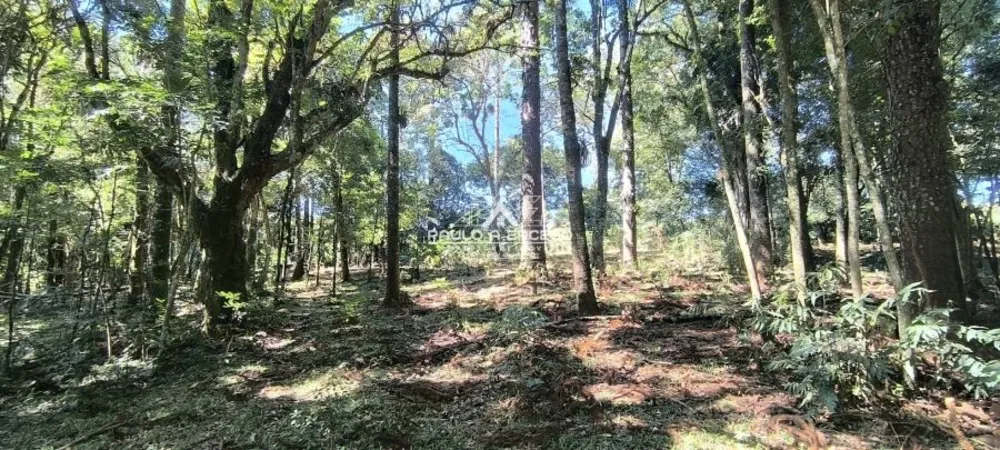 Sítio, 5 hectares - Foto 15