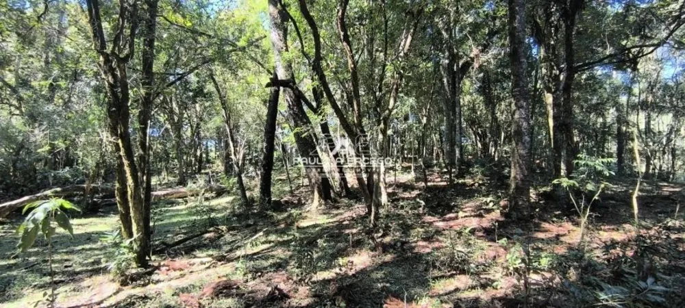 Sítio, 5 hectares - Foto 3