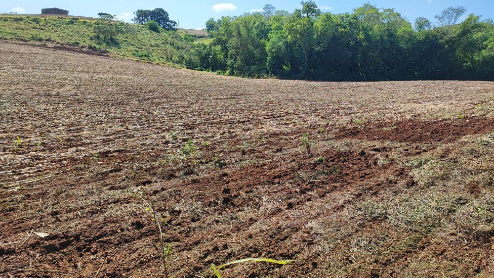 Sítio, 5 hectares - Foto 4