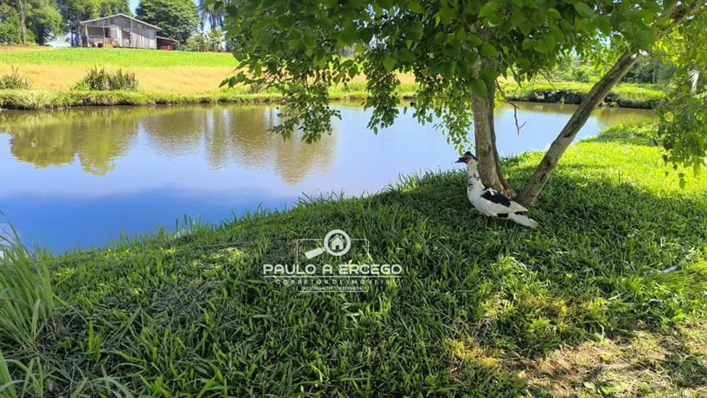 Sítio, 23 hectares - Foto 4
