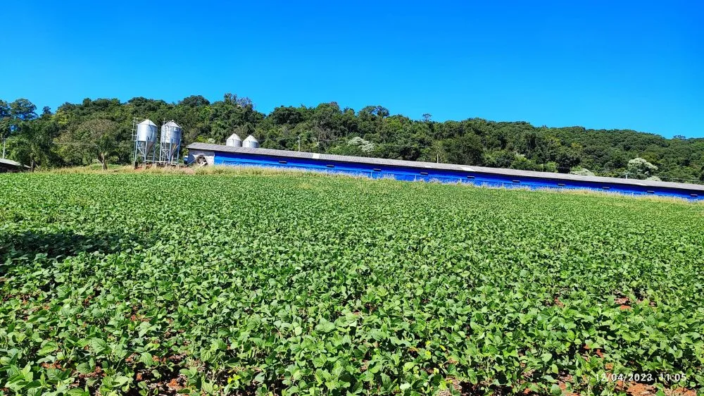Fazenda, 12 hectares - Foto 4