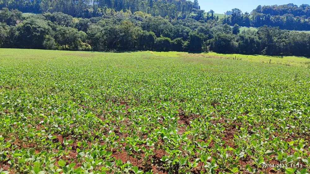 Fazenda, 12 hectares - Foto 12