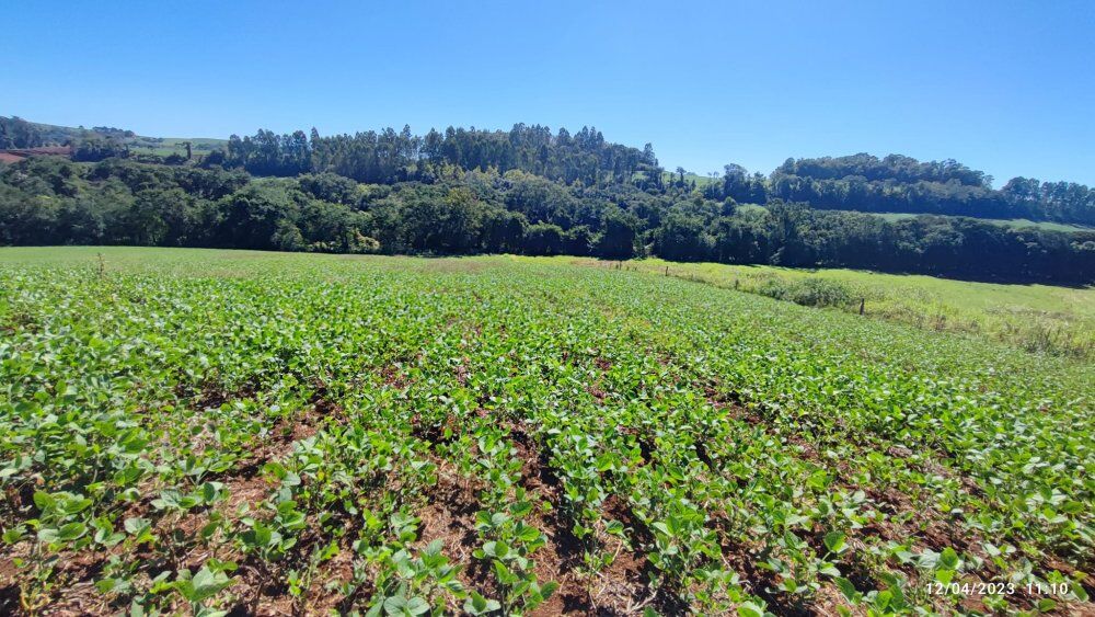 Fazenda, 12 hectares - Foto 4