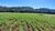 Fazenda, 12 hectares - Foto 4