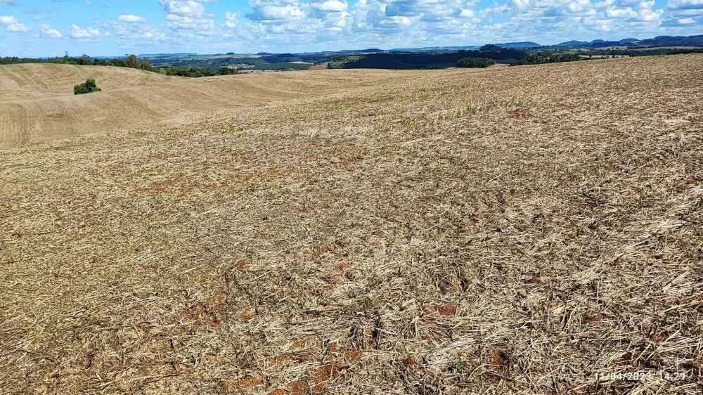 Sítio, 9 hectares - Foto 4