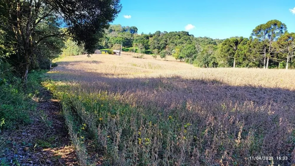 Sítio, 9 hectares - Foto 3