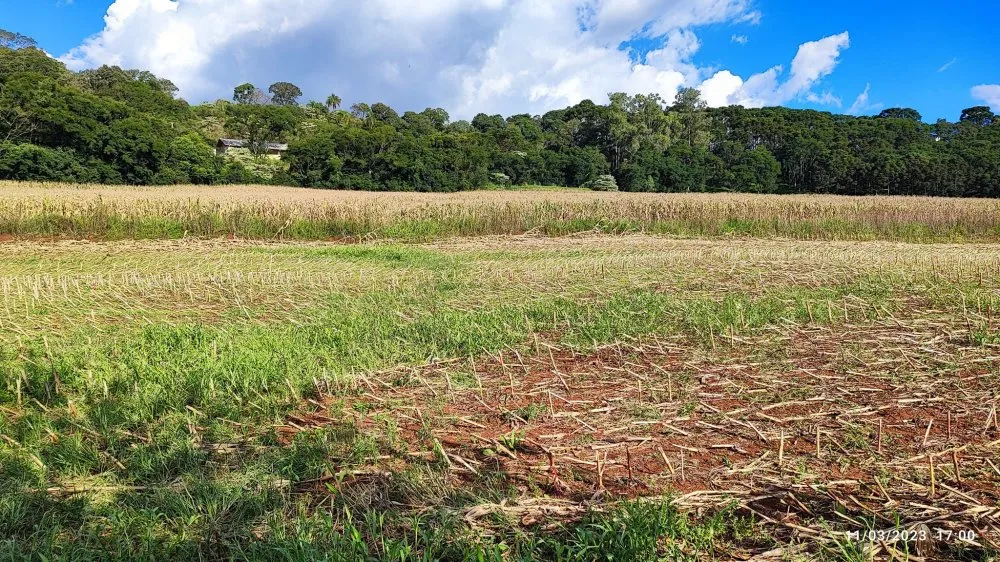 Fazenda, 6 hectares - Foto 7