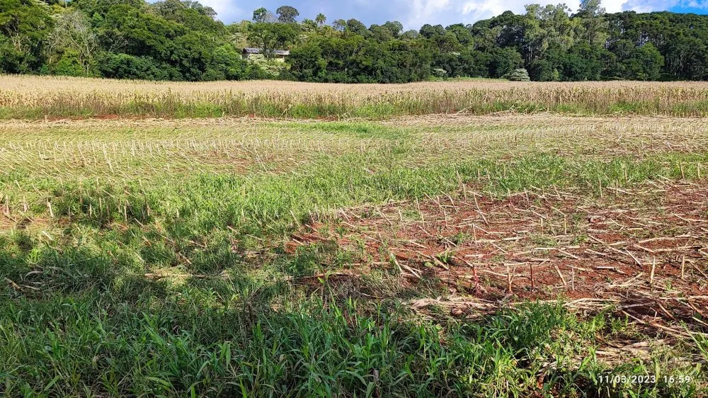Fazenda, 6 hectares - Foto 6