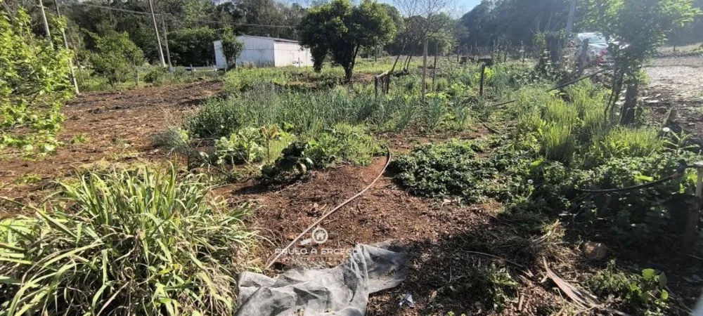 Sítio, 3 quartos, 2 hectares - Foto 7