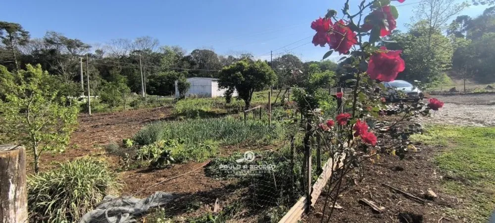 Sítio, 3 quartos, 2 hectares - Foto 3