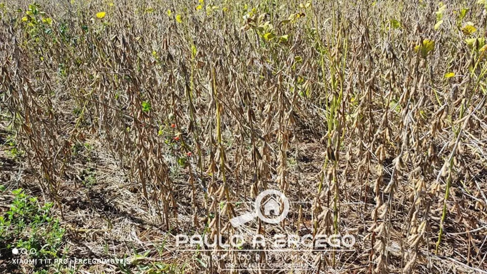 Fazenda, 39 hectares - Foto 4