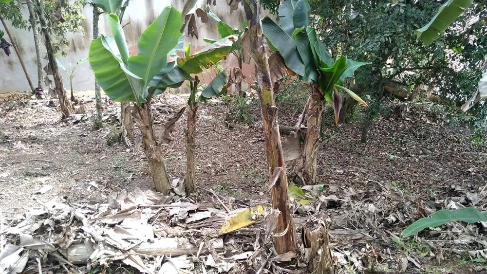 Terreno - Foto 2
