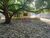 Terreno, 10 hectares - Foto 3