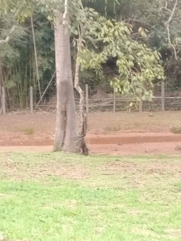 Sítio à venda com 3 quartos, 46000m² - Foto 20