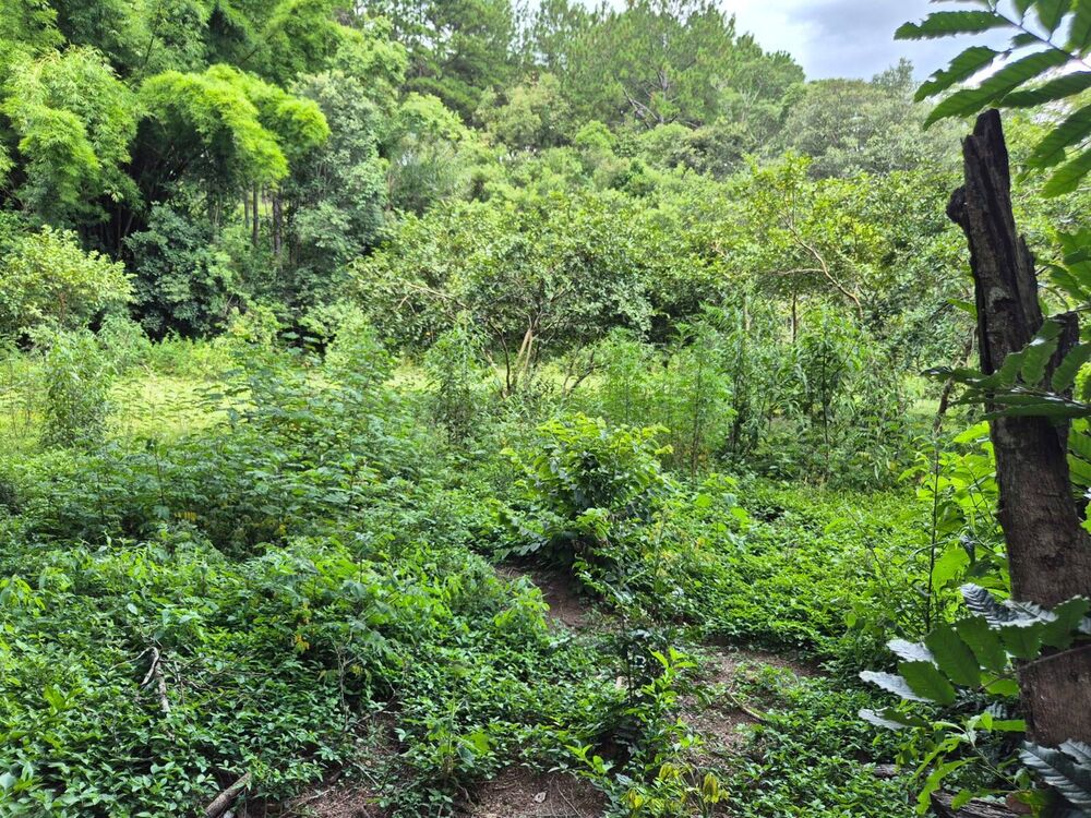 Chácara à venda com 1 quarto, 1363m² - Foto 6