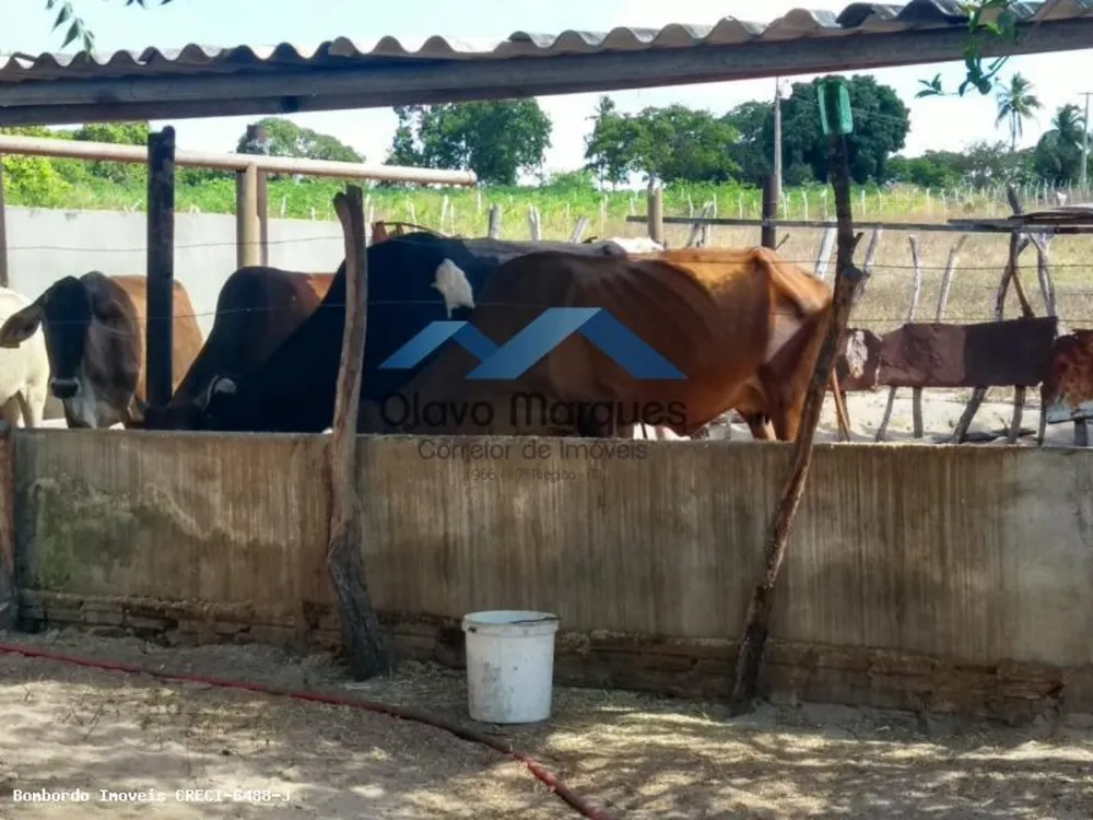 Fazenda, 3 hectares - Foto 11
