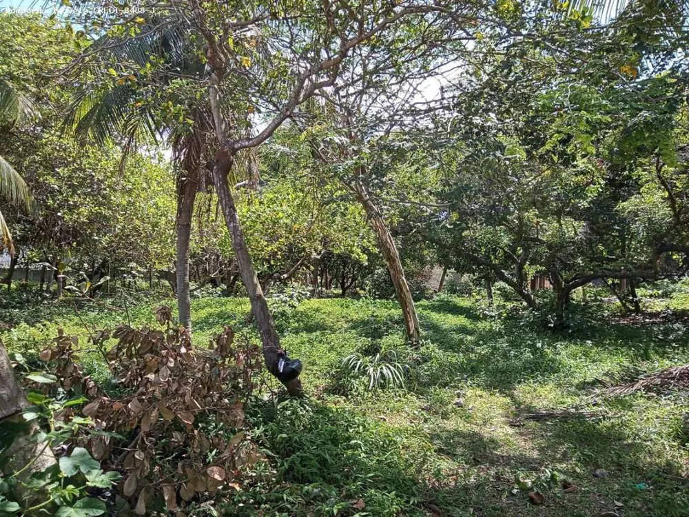 Terreno, 1 hectares - Foto 3