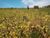 Terreno, 3 hectares - Foto 3