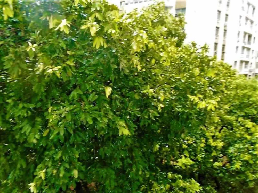 Apartamento, 4 quartos, 244 m² - Foto 6