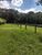 Chácara, 3 quartos, 10000 m² - Foto 2