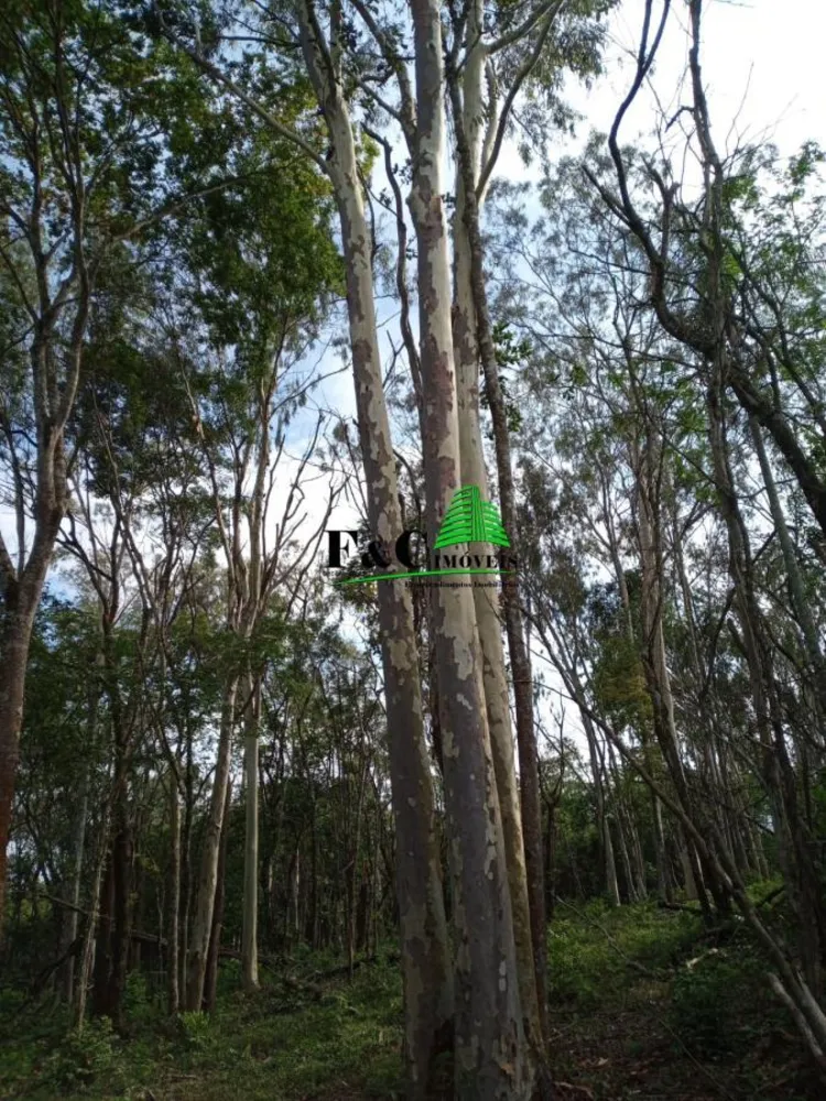 Terreno, 2 hectares - Foto 11