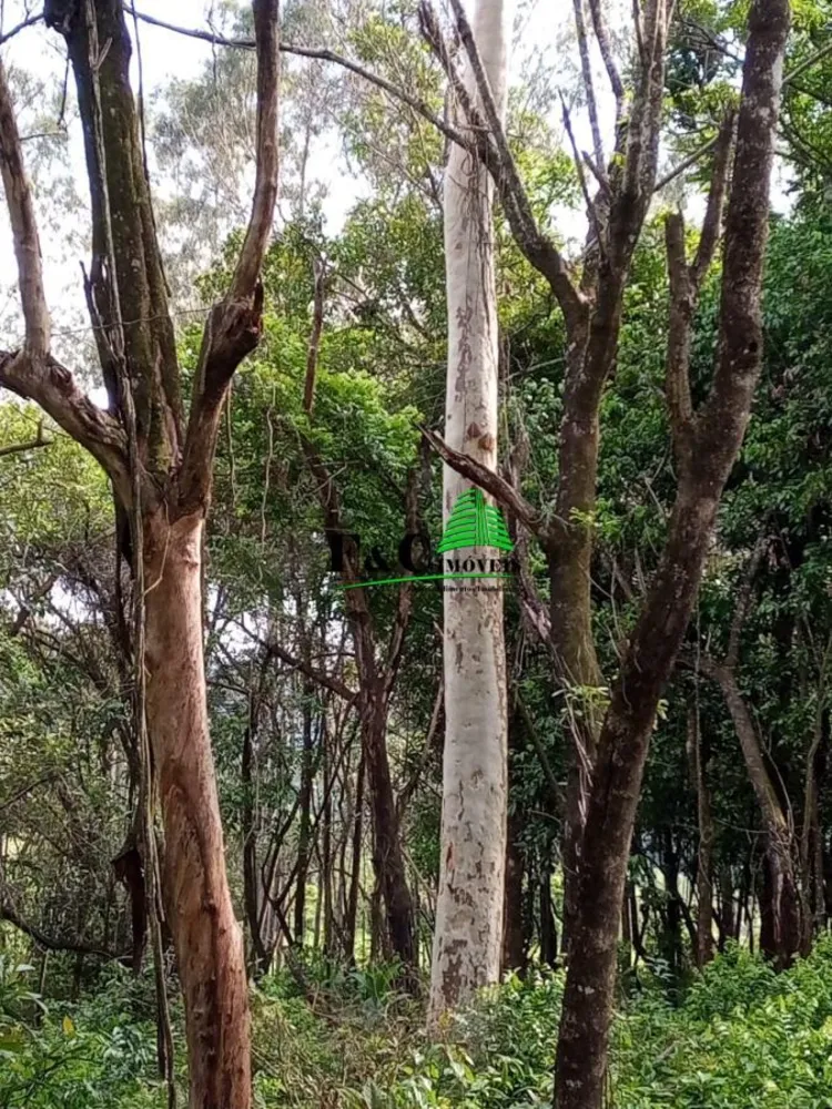 Terreno, 2 hectares - Foto 6
