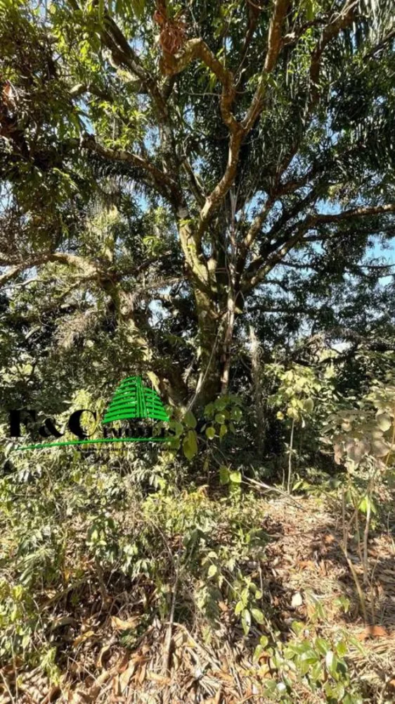 Terreno, 5 hectares - Foto 7