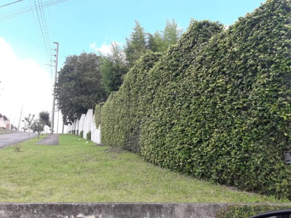 Terreno, 9798 m² - Foto 3