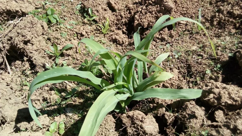 Terreno à venda, 1600m² - Foto 10