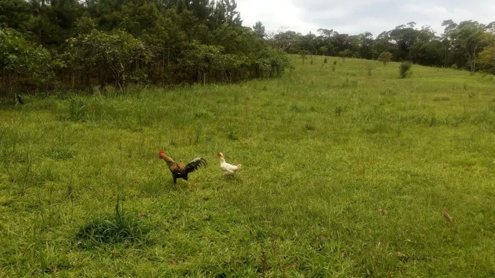 Terreno à venda, 1600m² - Foto 11